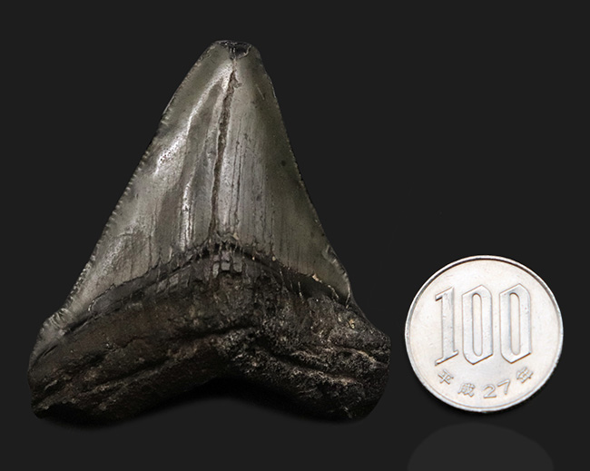 オールナチュラル!修復履歴がないことが確認されているメガロドン(Carcharocles megalodon)の歯化石(その8)