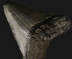 オールナチュラル！修復履歴がないことが確認されているメガロドン（Carcharocles megalodon）の歯化石