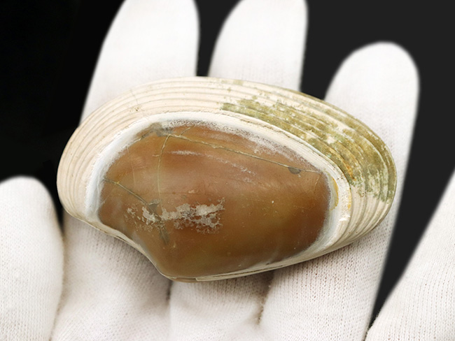 6センチ級、デカい!保存状態も良好、インドネシア産の二枚貝、ストリアルカ(Striarca cheribonensis)の化石(その2)