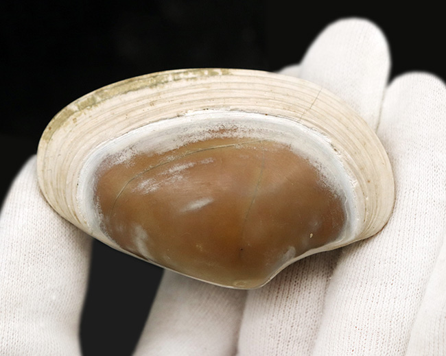 6センチ級、デカい!保存状態も良好、インドネシア産の二枚貝、ストリアルカ(Striarca cheribonensis)の化石(その3)