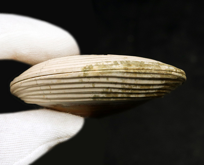 ６センチ級、デカい！保存状態も良好、インドネシア産の二枚貝、ストリアルカ（Striarca cheribonensis）の化石（その4）