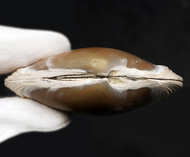 ６センチ級、デカい！保存状態も良好、インドネシア産の二枚貝、ストリアルカ（Striarca cheribonensis）の化石（その5）