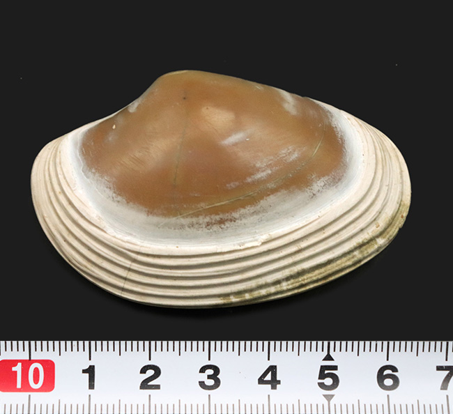 ６センチ級、デカい！保存状態も良好、インドネシア産の二枚貝、ストリアルカ（Striarca cheribonensis）の化石（その6）