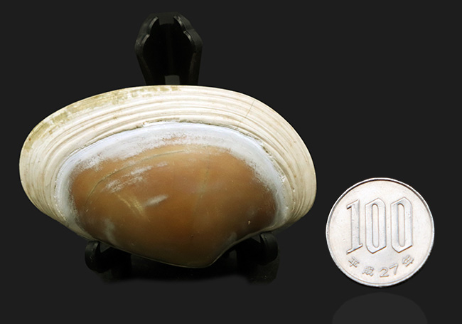 ６センチ級、デカい！保存状態も良好、インドネシア産の二枚貝、ストリアルカ（Striarca cheribonensis）の化石（その7）
