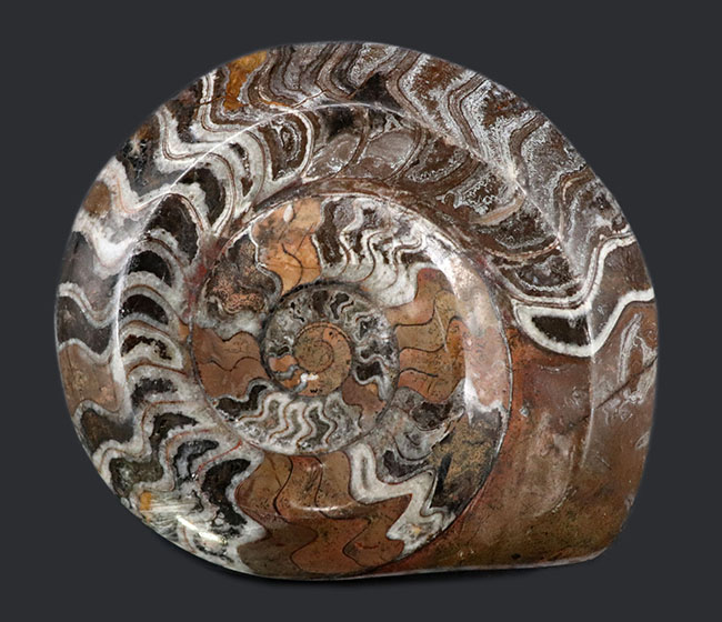 カラフル！直径最大部１３８ミリ！に達する紛れもない大判標本、厚みもあり、古生代の頭足類、ゴニアタイト（Goniatite）化石（その1）