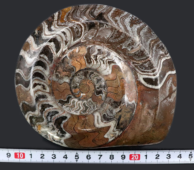 カラフル！直径最大部１３８ミリ！に達する紛れもない大判標本、厚みもあり、古生代の頭足類、ゴニアタイト（Goniatite）化石（その10）