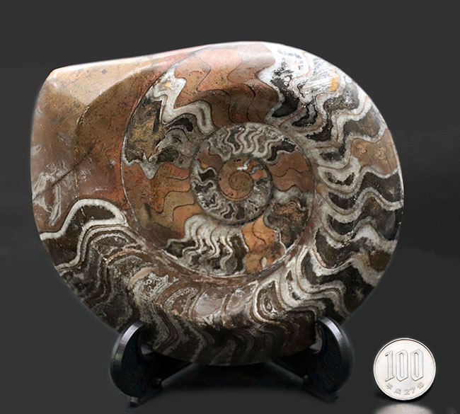 カラフル！直径最大部138ミリ！に達する紛れもない大判標本、厚みも