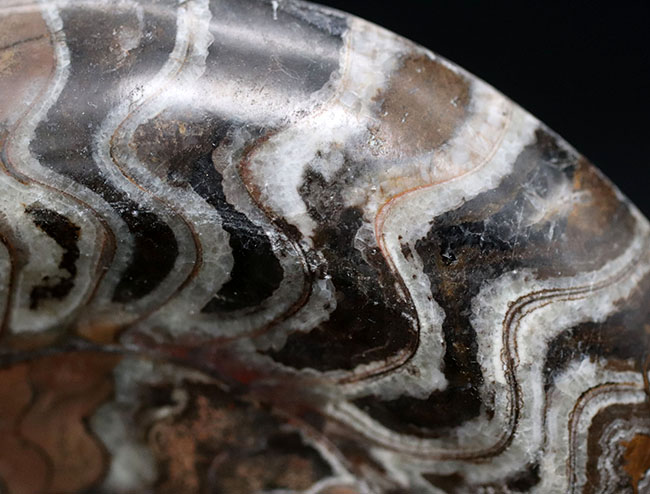 カラフル！直径最大部１３８ミリ！に達する紛れもない大判標本、厚みもあり、古生代の頭足類、ゴニアタイト（Goniatite）化石（その6）