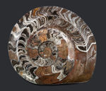 カラフル！直径最大部１３８ミリ！に達する紛れもない大判標本、厚みもあり、古生代の頭足類、ゴニアタイト（Goniatite）化石