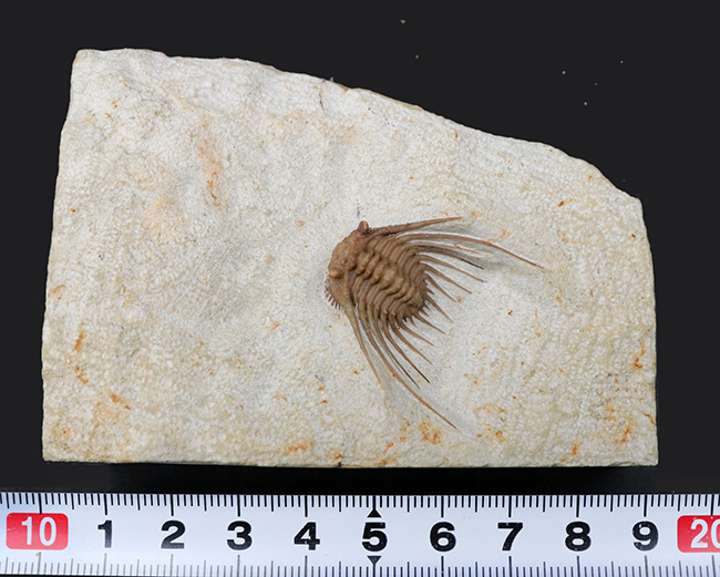 三葉虫コレクターあこがれのブラックキャットマウンテン産のレア三葉虫