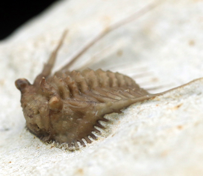 三葉虫コレクターあこがれのブラックキャットマウンテン産のレア三葉虫、ケッテネラスピス・ウィリアムシ(Kettneraspis williamsi)の完品(その3)