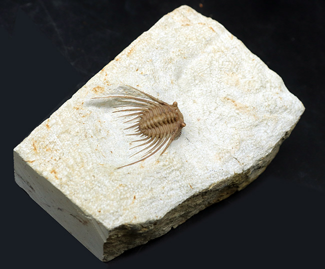 三葉虫コレクターあこがれのブラックキャットマウンテン産のレア