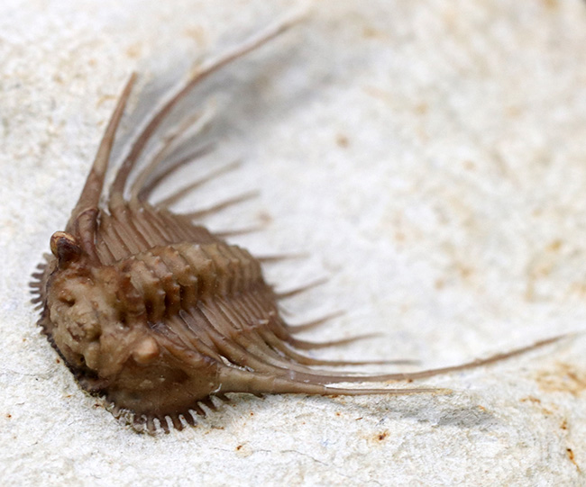 三葉虫コレクターあこがれのブラックキャットマウンテン産のレア三葉虫、ケッテネラスピス・ウィリアムシ(Kettneraspis williamsi)の完品(その7)