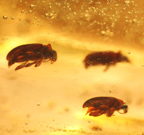 巨大!20cm弱!肉眼で見える!100万年前の虫が内包されたマダガスカル産虫入りコーパル(その5)