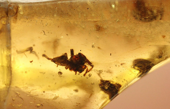 巨大!20cm弱!肉眼で見える!100万年前の虫が内包されたマダガスカル産虫入りコーパル(その6)