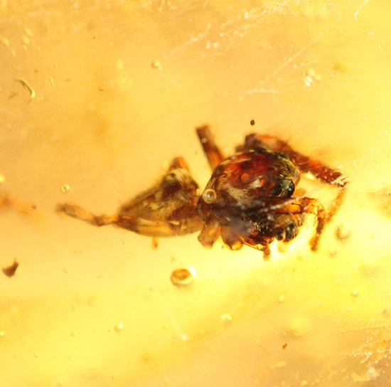 巨大!20cm弱!肉眼で見える!100万年前の虫が内包されたマダガスカル産虫入りコーパル(その7)