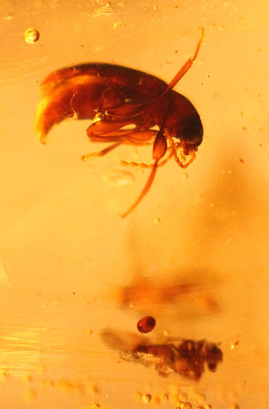 巨大!20cm弱!肉眼で見える!100万年前の虫が内包されたマダガスカル産虫入りコーパル(その8)