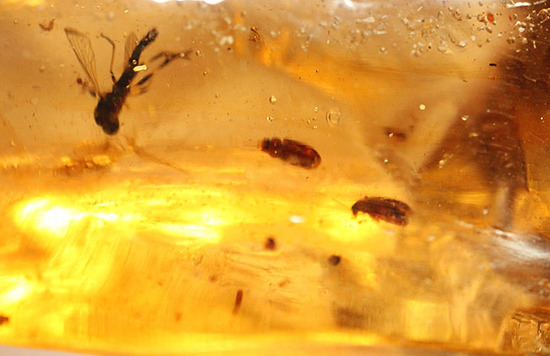 巨大!20cm弱!肉眼で見える!100万年前の虫が内包されたマダガスカル産虫入りコーパル(その9)