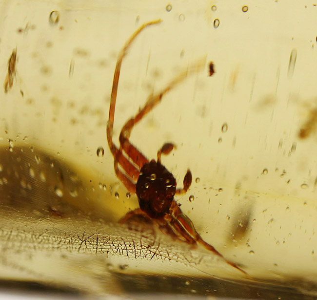 大きな蜘蛛が内包されたマダガスカル産の長いコーパル。その他、虫大勢内包しています。（その11）