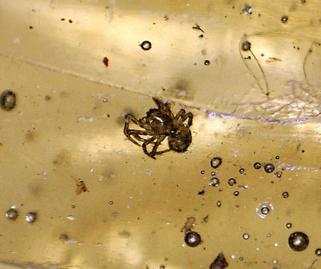 大きな蜘蛛が内包されたマダガスカル産の長いコーパル。その他、虫大勢内包しています。（その9）