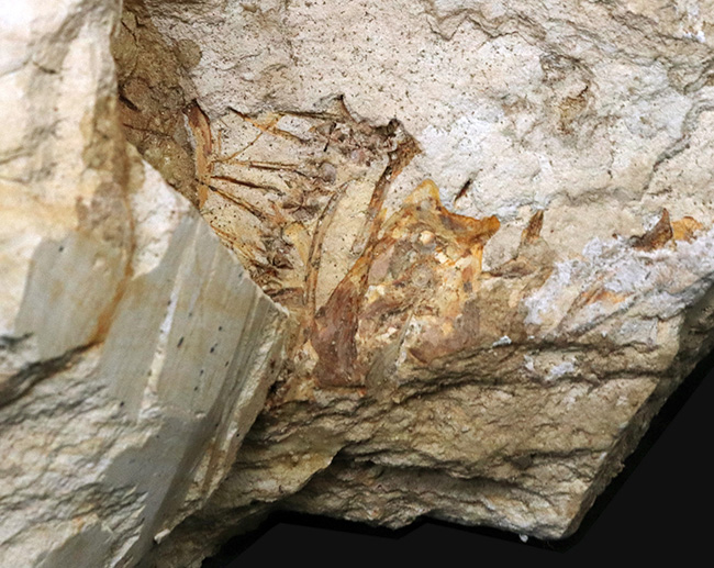 レア、半世紀（50年）以上前のオールドコレクション標本！長崎県壱岐