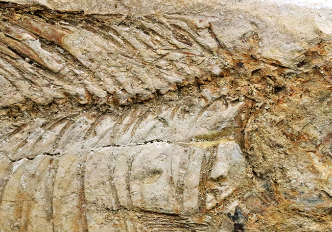 レア、半世紀（５０年）以上前のオールドコレクション標本！長崎県壱岐産のコイ科の古代魚、カルター（Culter sp.）の全身化石。ビッグサイズ！（その7）