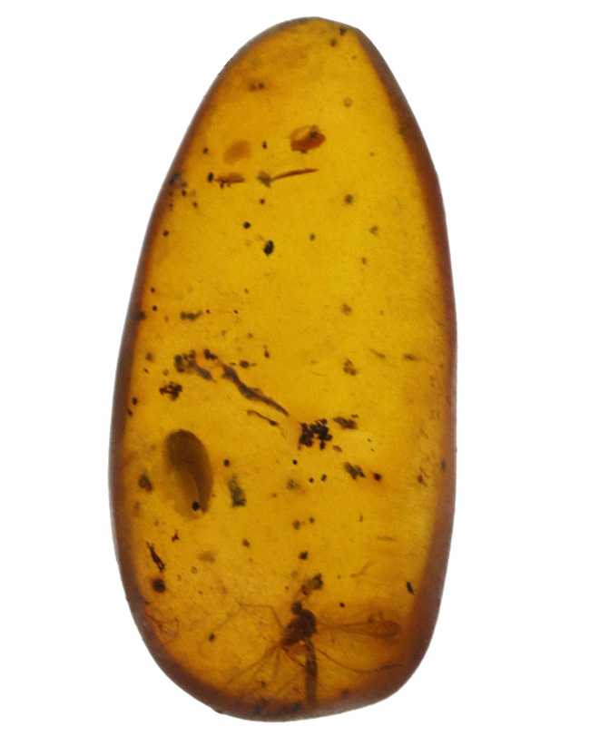 透明度高い！およそ３０００万年前の虫を封じ込めたドミニカ産の琥珀（Amber）（その2）