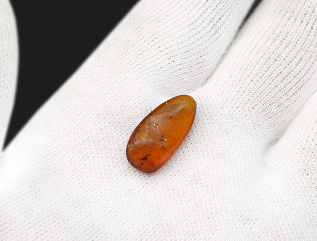 透明度高い！およそ３０００万年前の虫を封じ込めたドミニカ産の琥珀（Amber）（その3）