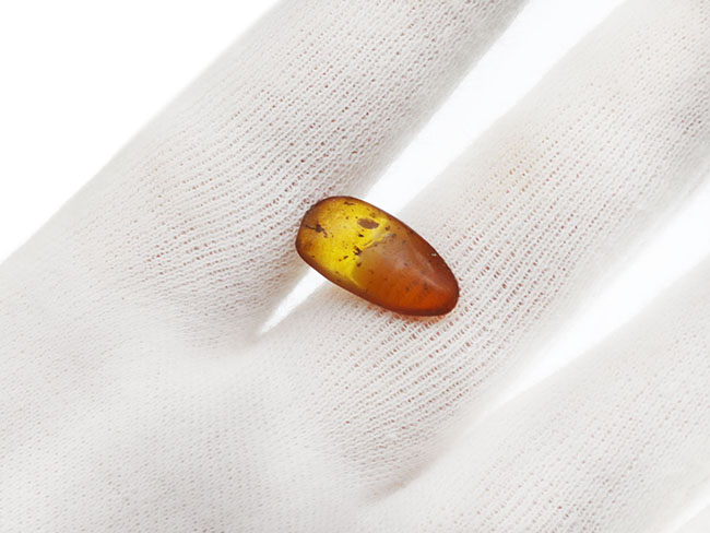透明度高い！およそ3000万年前の虫を封じ込めたドミニカ産の