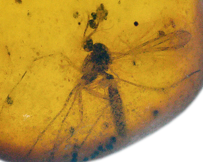 透明度高い！およそ3000万年前の虫を封じ込めたドミニカ産の