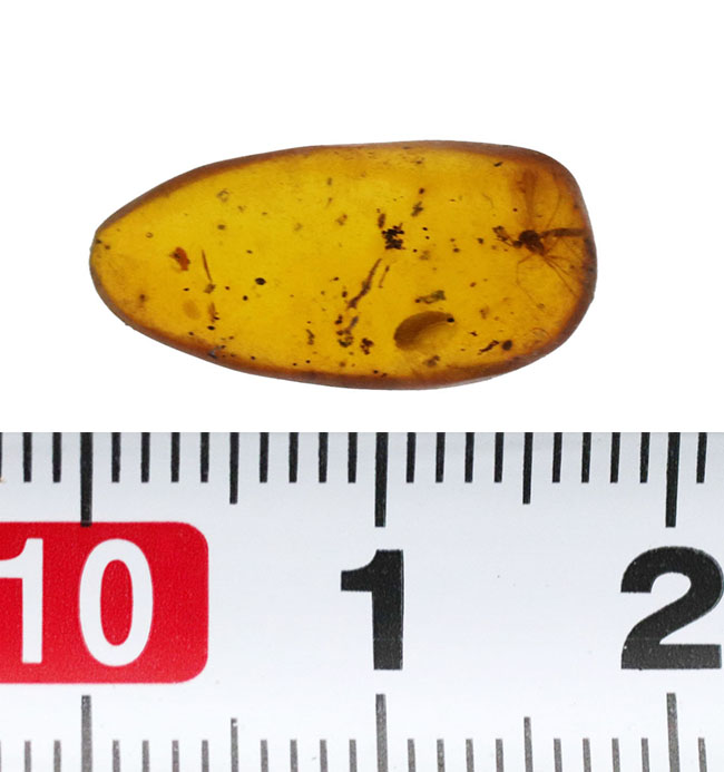 透明度高い！およそ３０００万年前の虫を封じ込めたドミニカ産の琥珀（Amber）（その6）