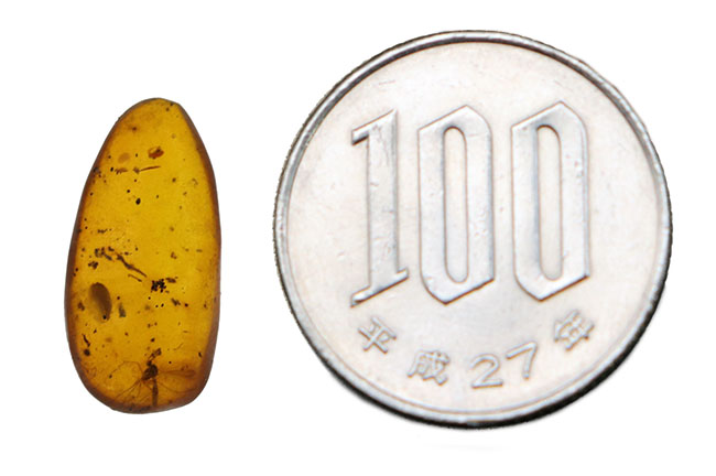 透明度高い！およそ３０００万年前の虫を封じ込めたドミニカ産の琥珀（Amber）（その7）