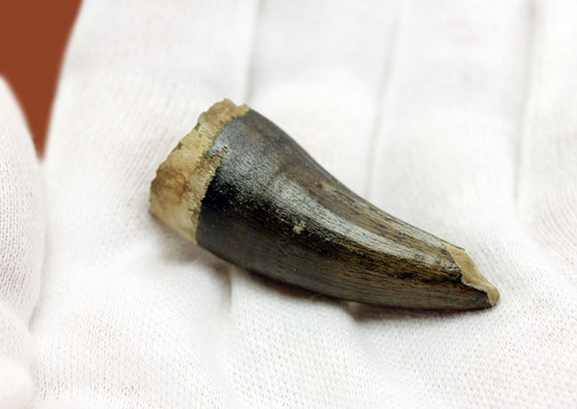 古い！三畳紀！フロリダ州産ワニの歯化石。保存状態良好。（その3）