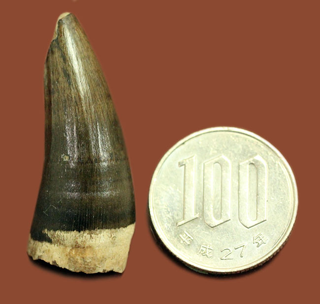 古い！三畳紀！フロリダ州産ワニの歯化石。保存状態良好。（その8）