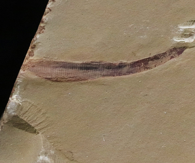 現世生物と一切つながりがない、カンブリアモンスターの一つ、謎の生物、クリココスミア・インニンゲンシス（Cricocosmia jinningensis）の化石（その1）