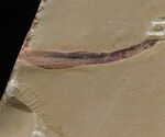 現世生物と一切つながりがない、カンブリアモンスターの一つ、謎の生物、クリココスミア・インニンゲンシス（Cricocosmia jinningensis）の化石