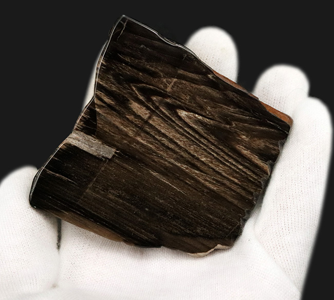 両面ポリッシュ!木目がしっかりと残された、シックな色合いが特徴の珪化木(Petrified Wood)(その2)