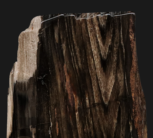 両面ポリッシュ!木目がしっかりと残された、シックな色合いが特徴の珪化木(Petrified Wood)(その3)