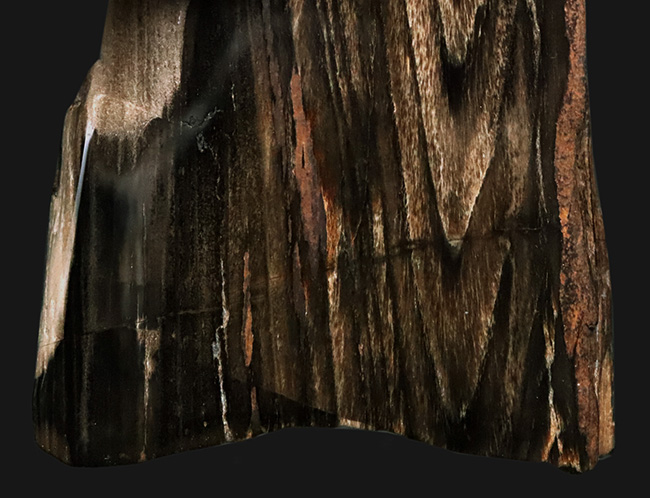 両面ポリッシュ!木目がしっかりと残された、シックな色合いが特徴の珪化木(Petrified Wood)(その4)