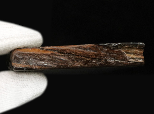 両面ポリッシュ!木目がしっかりと残された、シックな色合いが特徴の珪化木(Petrified Wood)(その5)