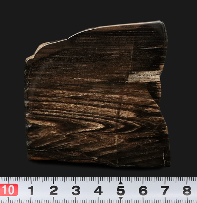 両面ポリッシュ!木目がしっかりと残された、シックな色合いが特徴の珪化木(Petrified Wood)(その6)