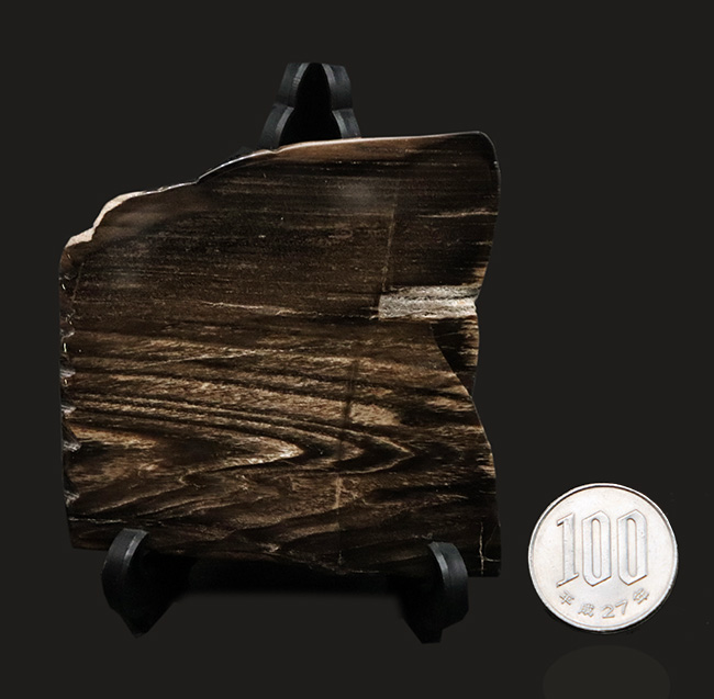 両面ポリッシュ!木目がしっかりと残された、シックな色合いが特徴の珪化木(Petrified Wood)(その7)