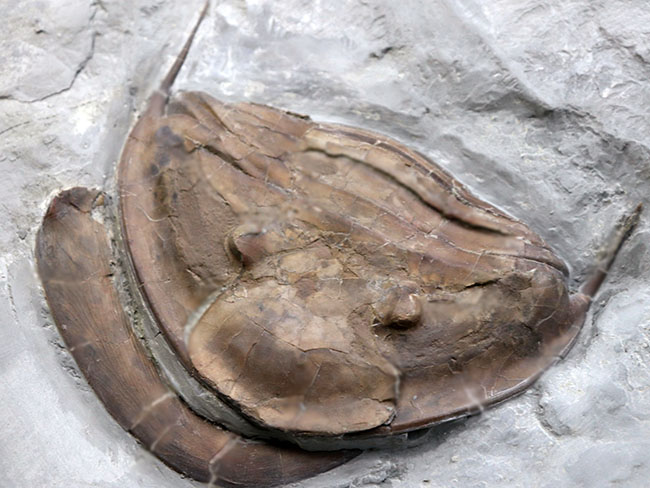 メガサイズ！米国オハイオ州のオルドビス紀の地層から採集された、巨大な三葉虫、イソテルス・マキシマス（Isotelus maximus）の頭鞍部を中心とした化石（その1）