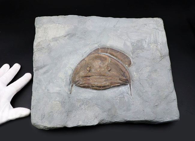 メガサイズ！米国オハイオ州のオルドビス紀の地層から採集された、巨大な三葉虫、イソテルス・マキシマス（Isotelus maximus）の頭鞍部を中心とした化石（その2）
