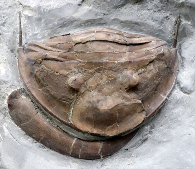 メガサイズ！米国オハイオ州のオルドビス紀の地層から採集された、巨大な三葉虫、イソテルス・マキシマス（Isotelus maximus）の頭鞍部を中心とした化石（その3）