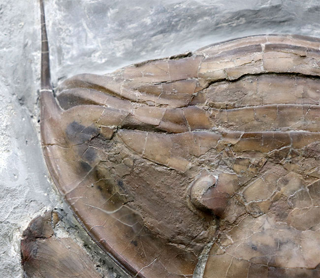 メガサイズ！米国オハイオ州のオルドビス紀の地層から採集された、巨大な三葉虫、イソテルス・マキシマス（Isotelus maximus）の頭鞍部を中心とした化石（その4）