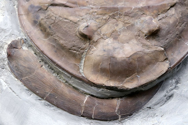 メガサイズ！米国オハイオ州のオルドビス紀の地層から採集された、巨大な三葉虫、イソテルス・マキシマス（Isotelus maximus）の頭鞍部を中心とした化石（その5）
