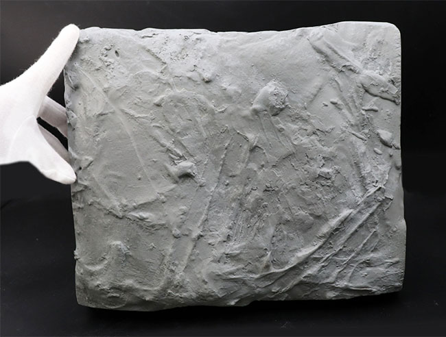 メガサイズ！米国オハイオ州のオルドビス紀の地層から採集された、巨大な三葉虫、イソテルス・マキシマス（Isotelus maximus）の頭鞍部を中心とした化石（その7）