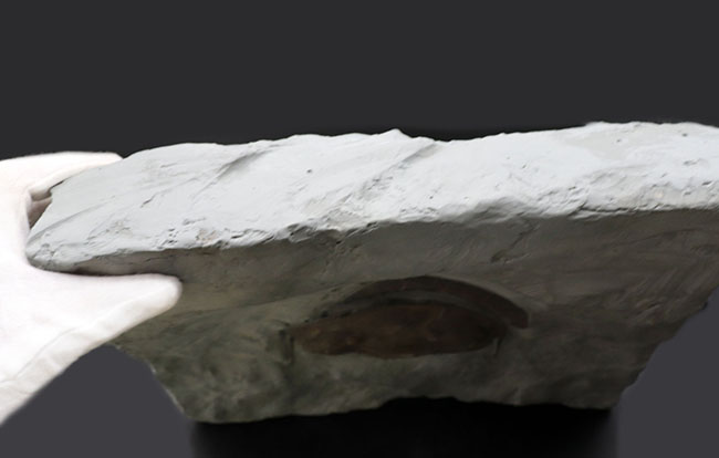 メガサイズ！米国オハイオ州のオルドビス紀の地層から採集された、巨大な三葉虫、イソテルス・マキシマス（Isotelus maximus）の頭鞍部を中心とした化石（その8）