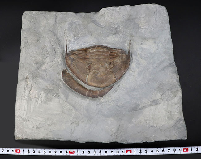 メガサイズ！米国オハイオ州のオルドビス紀の地層から採集された、巨大な三葉虫、イソテルス・マキシマス（Isotelus maximus）の頭鞍部を中心とした化石（その9）